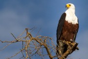 Fish eagle : 2014 Uganda